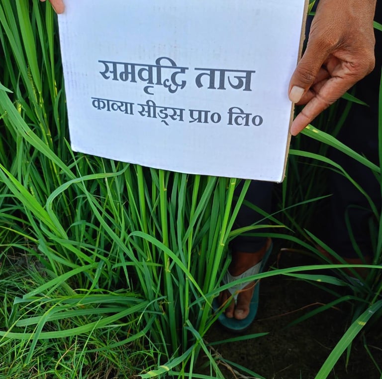 A farmer holding a Kavya Seeds sign amidst lush green Samriddhi Taj variety rice crops.