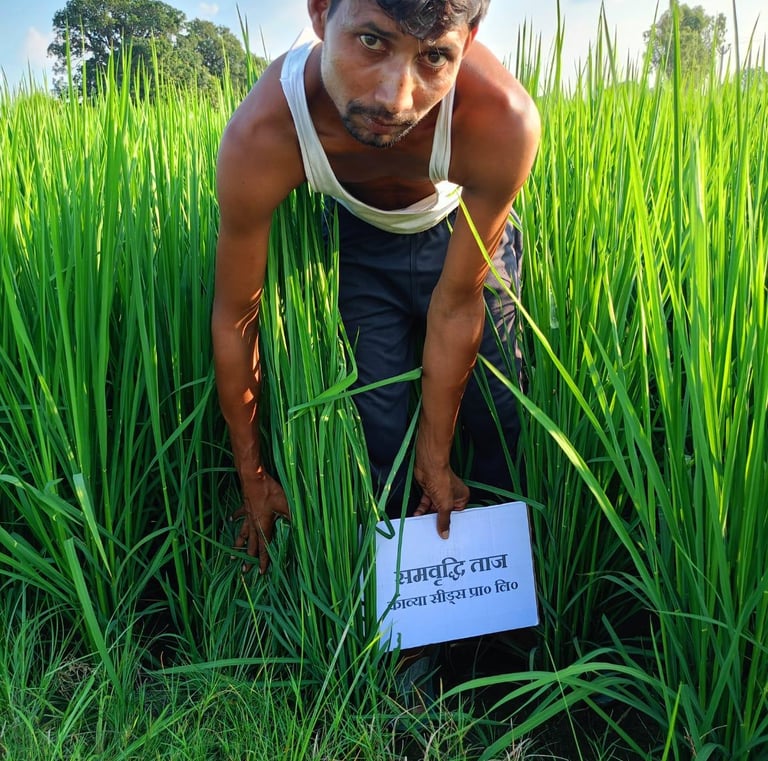 A farmer inspects tall green rice crops in a lush paddy field while holding a brand sign.