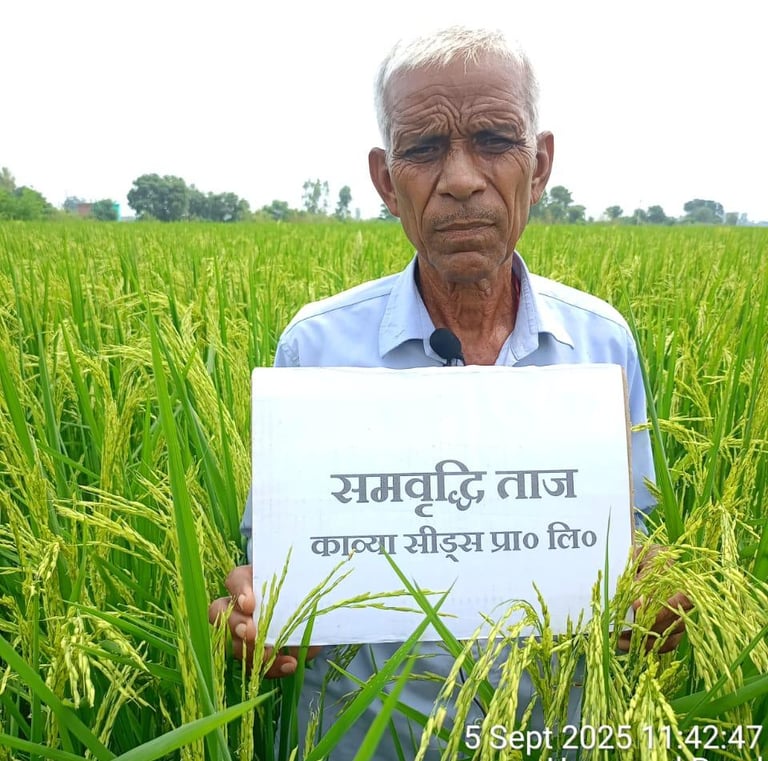 Farmer standing in a lush green rice field in Budaun, Uttar Pradesh, holding a Samriddhi Taj seeds sign.