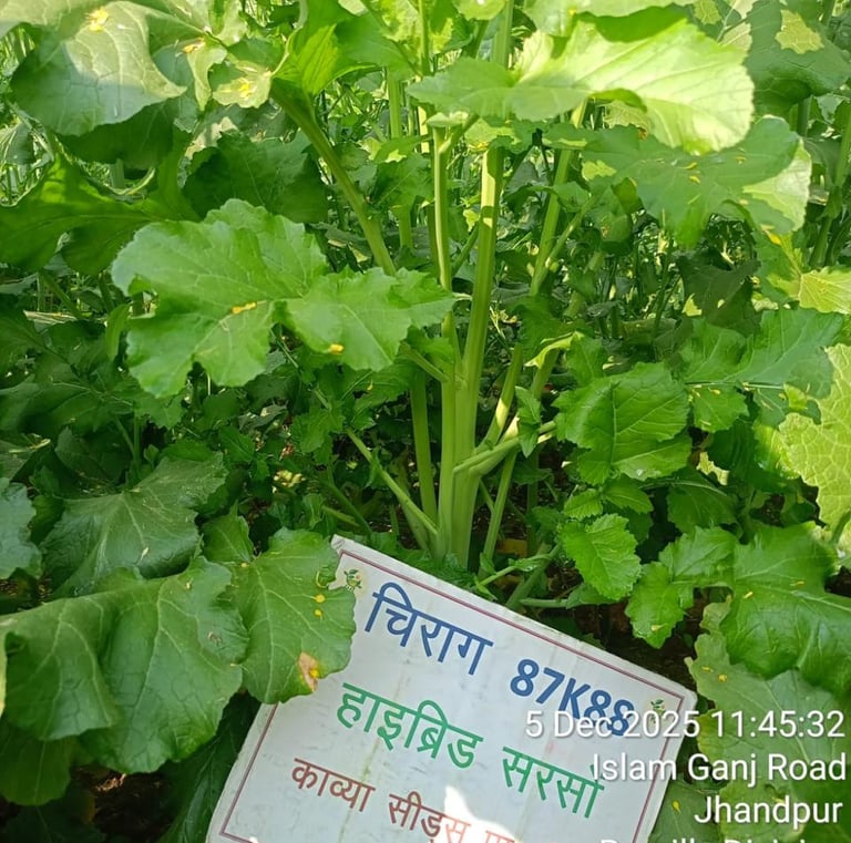 Green hybrid mustard crop field with Chirag 87K88 variety sign in Uttar Pradesh.