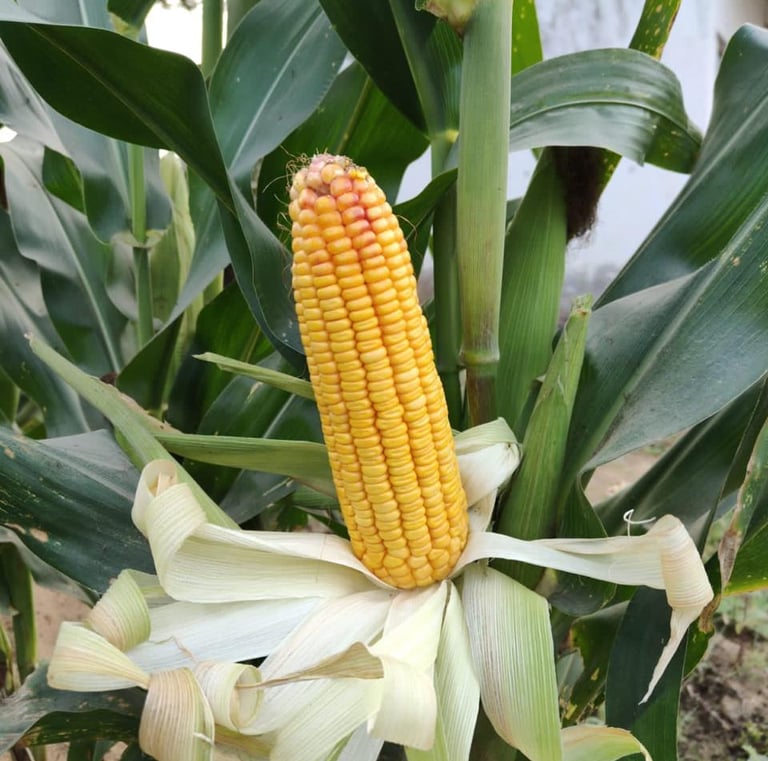Fresh yellow corn on the cob ripening on a stalk in a green field, partially husked.