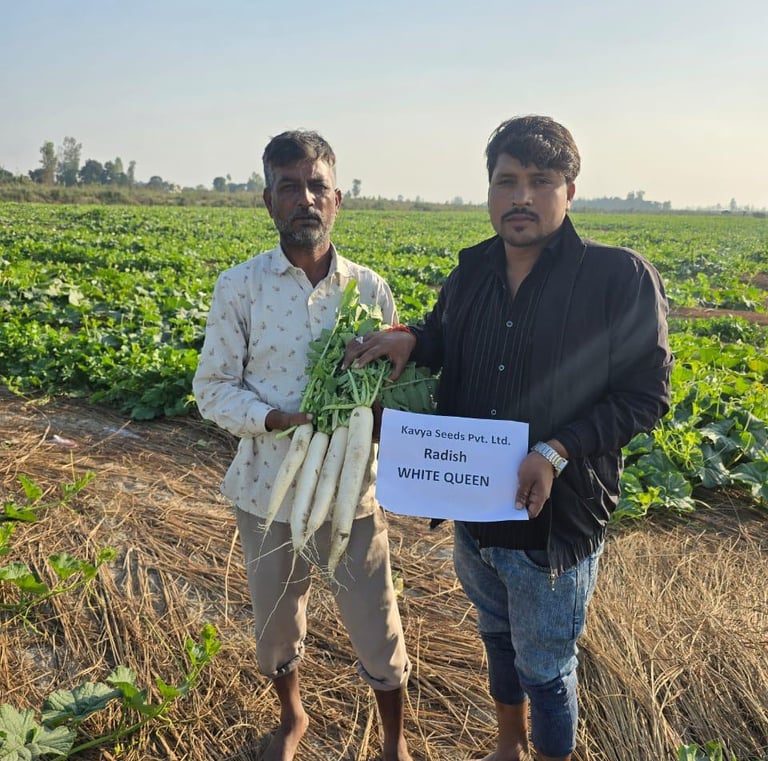 Two farmers holding fresh White Queen radishes harvested from a rural vegetable farm field.