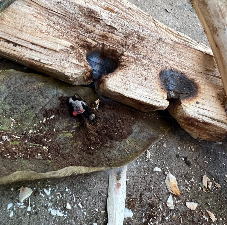 Harvesting a coal from a bow drill