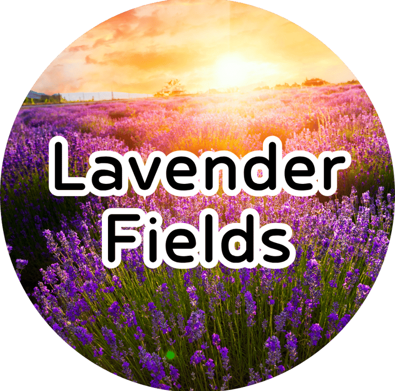 Blooming lavender field glowing at golden hour sunset with text reading "Lavender Fields."