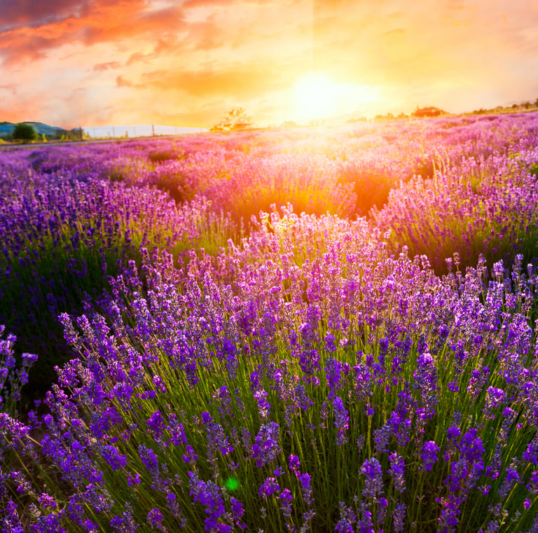 Vibrant lavender field glowing under a bright golden hour sunset. Fresh floral aesthetic.