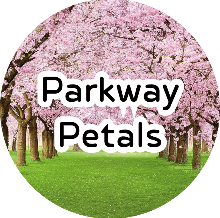 A gorgeous path lined with blossoming pink cherry blossom trees over a lush green grassy lawn on a sunny day.