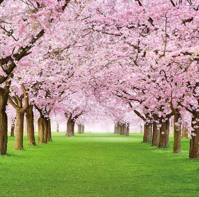 A gorgeous path lined with blossoming pink cherry blossom trees over a lush green grassy lawn on a sunny day.