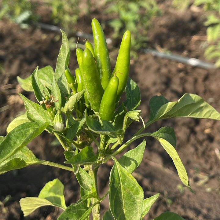 Clusters of fresh green Thai chili peppers growing upward on a plant in a garden soil bed.