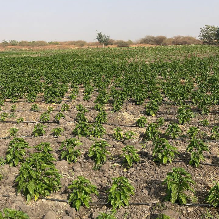 Young green pepper plants growing in rows with a drip irrigation system in a farm field.