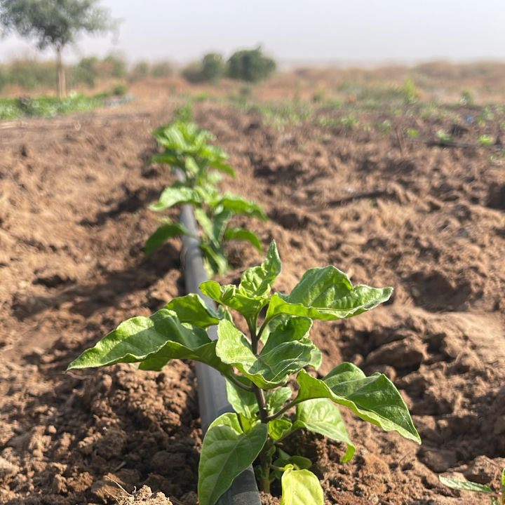 Young green pepper plants growing in a row with a drip irrigation system in a farm field.