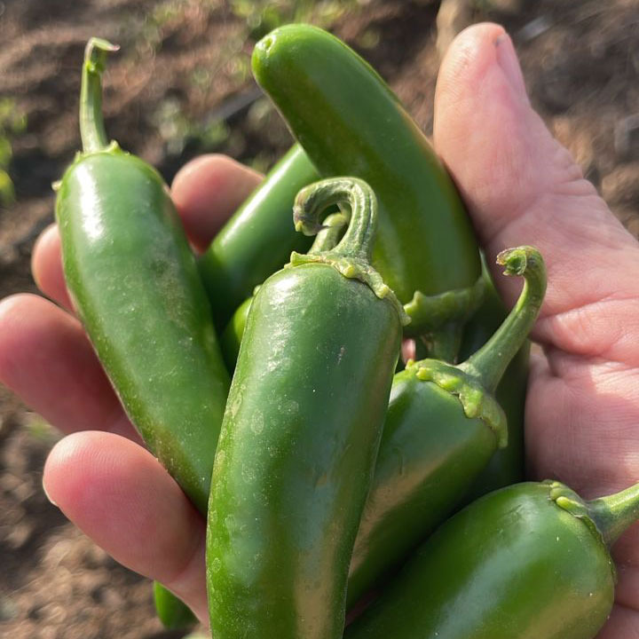 A handful of fresh, organic green jalapeno peppers harvested from a garden.