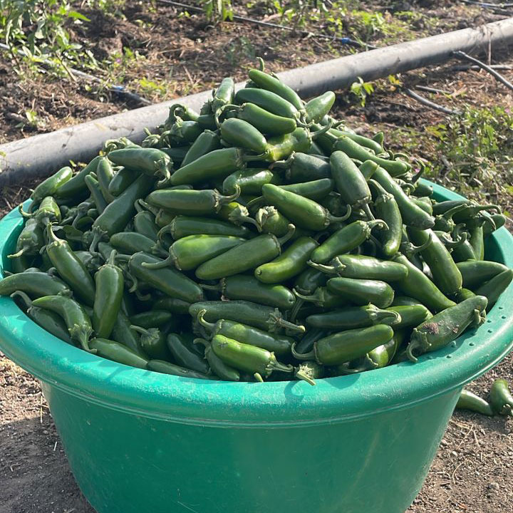 A green plastic tub filled with fresh-picked jalapeno peppers on a farm with irrigation pipes.