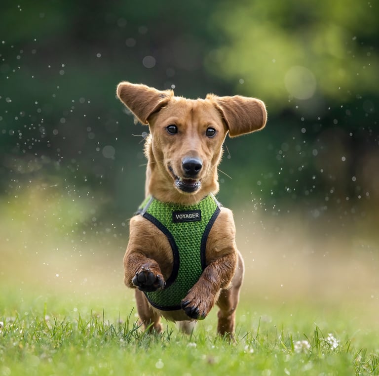 Montreal pet portraits