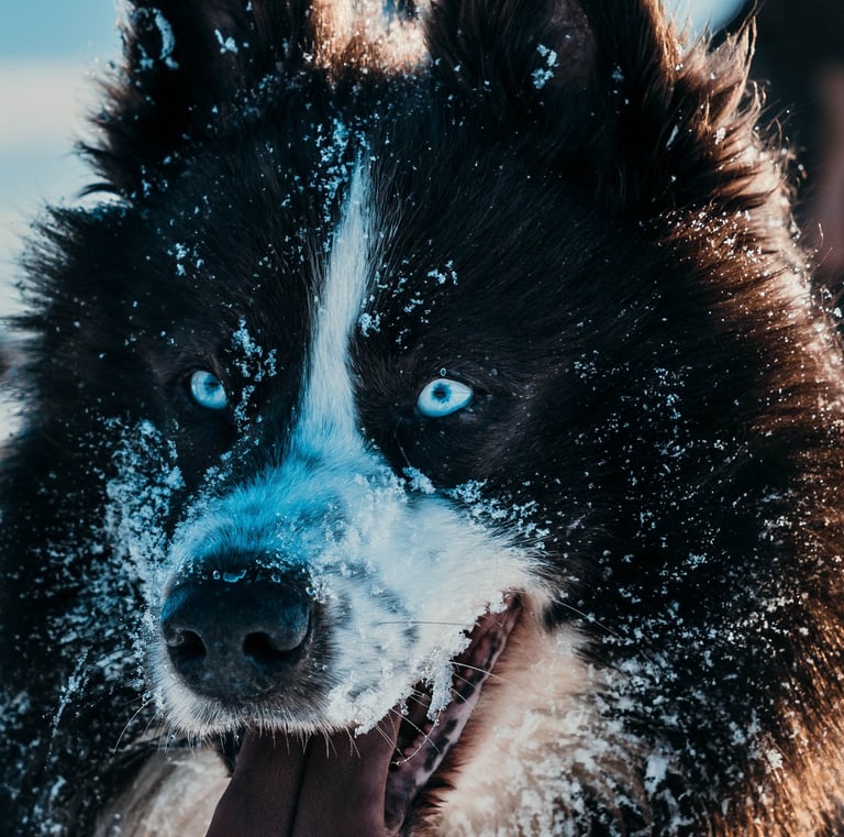 A black and white Taïmyr dog with bright blue eyes and snow on its face outdoors.