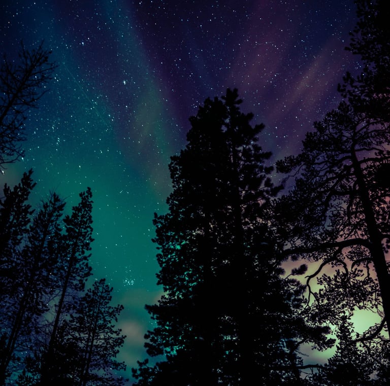 Vibrant aurora borealis over a dark pine forest under a starry night sky.