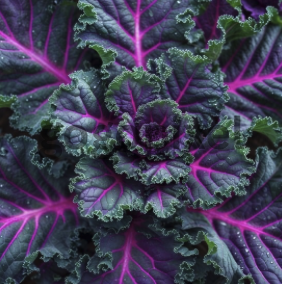 AI kale ruffled leaves in magenta and bright pink edges.