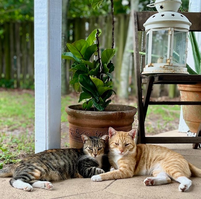 Two cats at home representing non-toxic pet essentials and safer products for pets