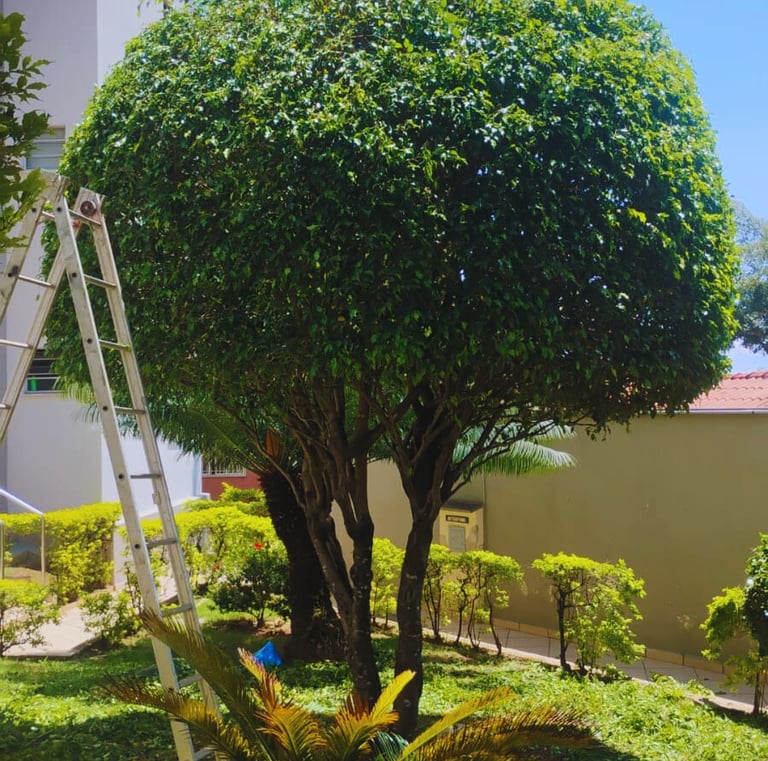 jardinagem-confiare-poda
