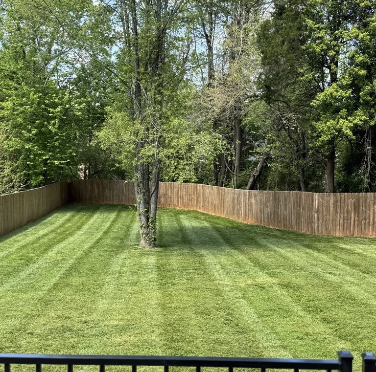 tall fescue green grass