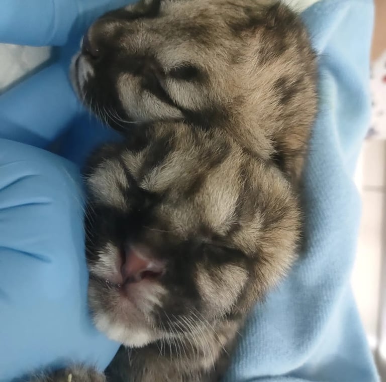 ecografía veterinaria