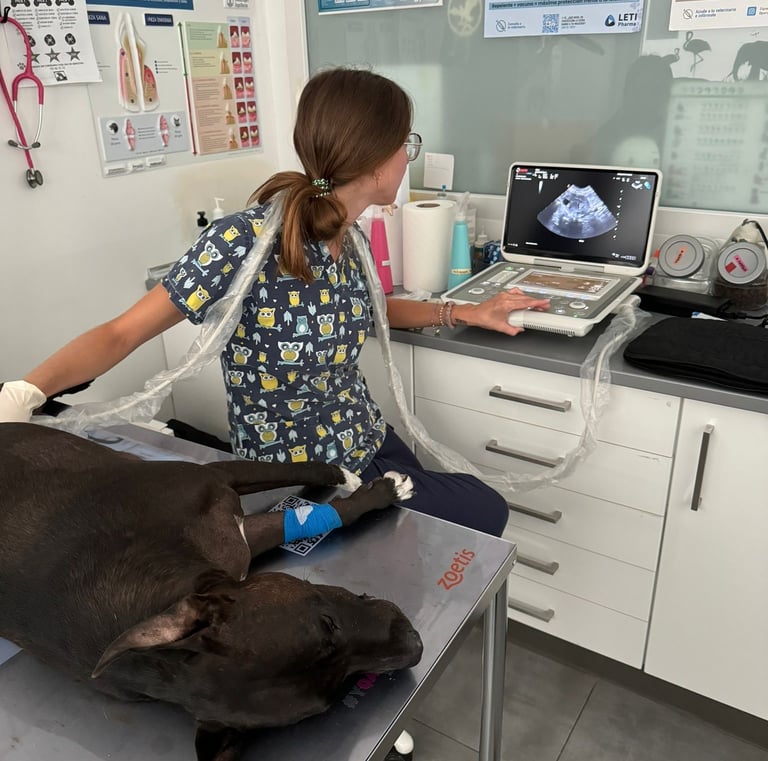 veterinario