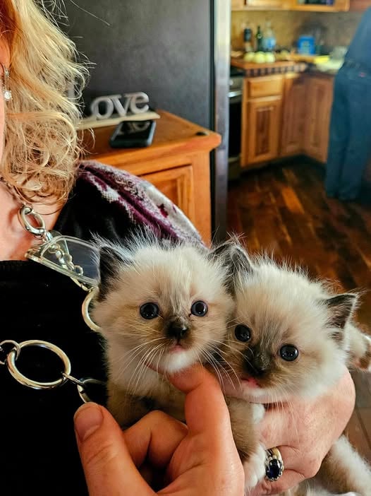 two mitted seal point ragdoll kittens