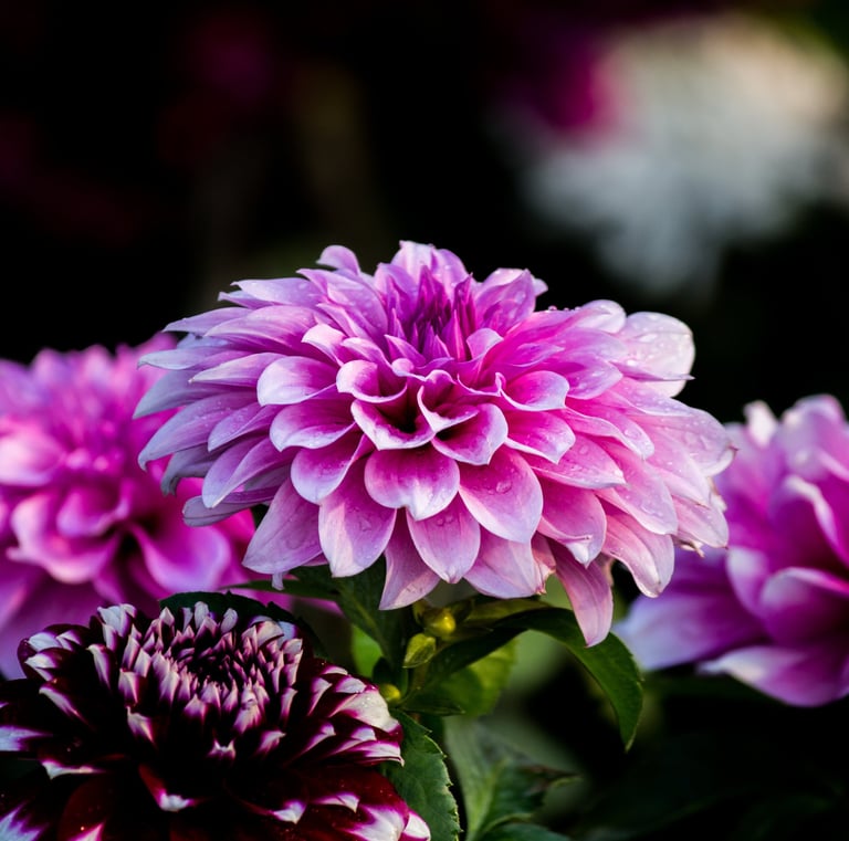 nature photography by ciri captures