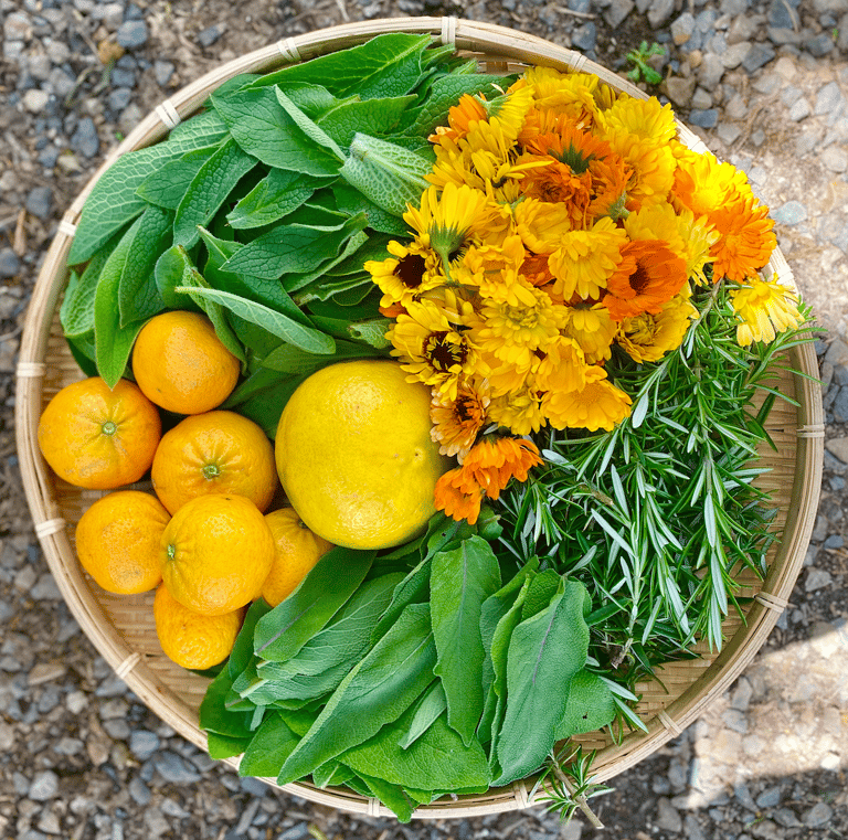 Harvested organic comfrey leaves, madarins, grapefruit, calendula flowers, rosemary and Sage