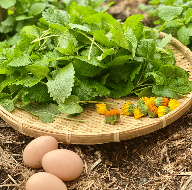 organic lemon balm leaves, calendula flowers and 3 eggs in a woven basket