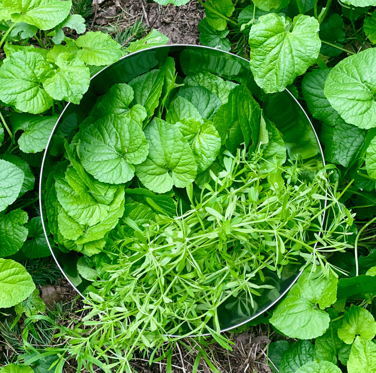 wild violet leaves and cleavers