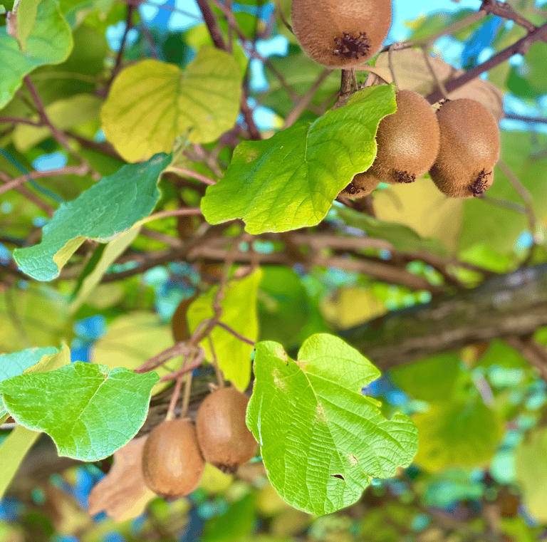 close up of a kiwi fruit vine with organic kiwi fruit growing