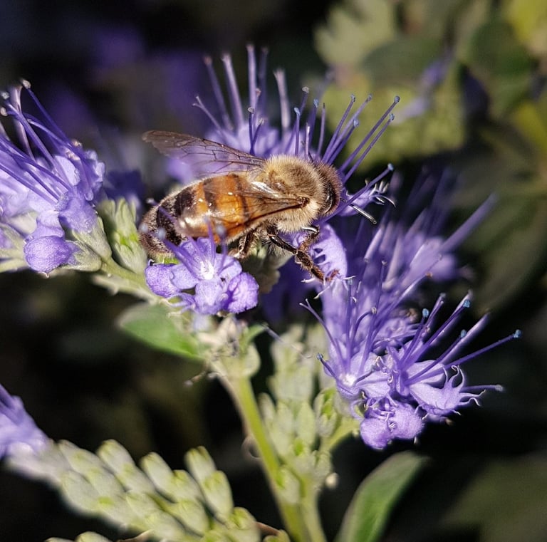 a bee on a flower with a bee on it