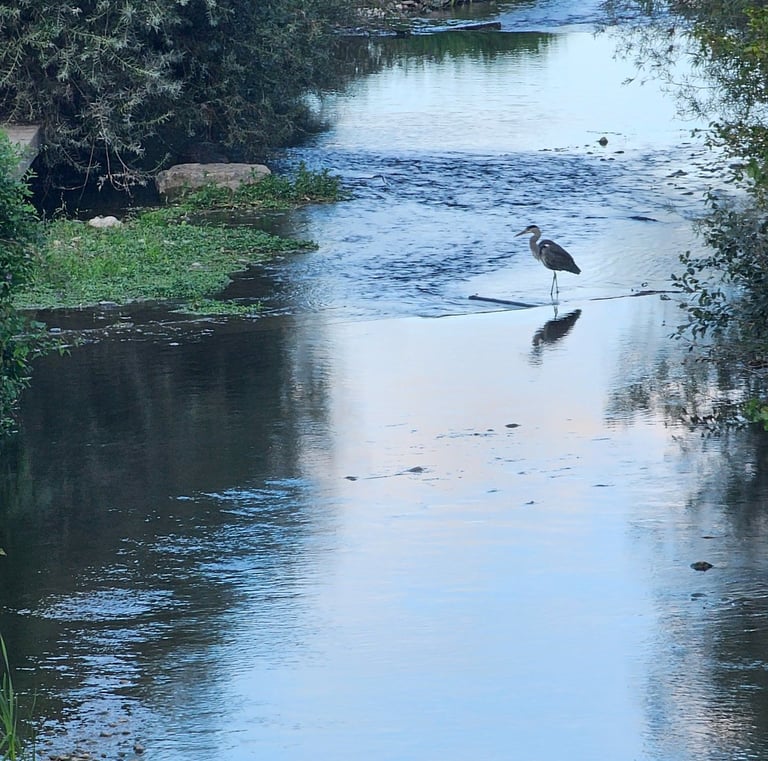 a bird standing on a river bank with a bird in the foreground