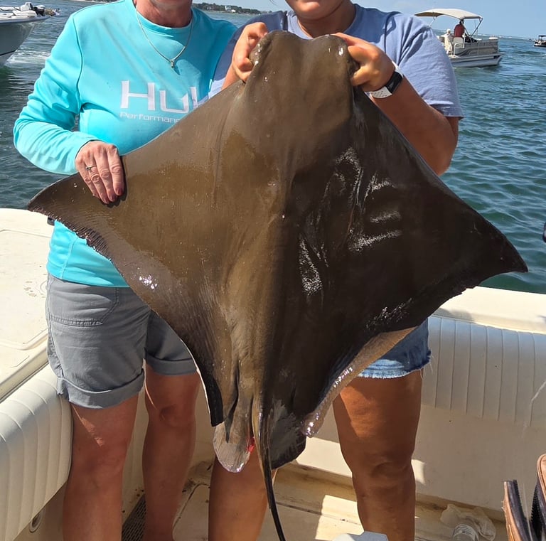 Cownose Ray, stingray