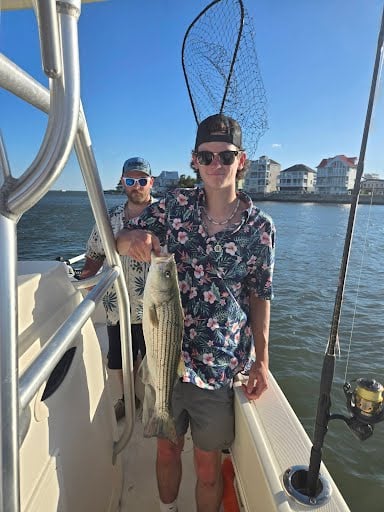 Maryland State Fish, Rockfish, Striped Bass