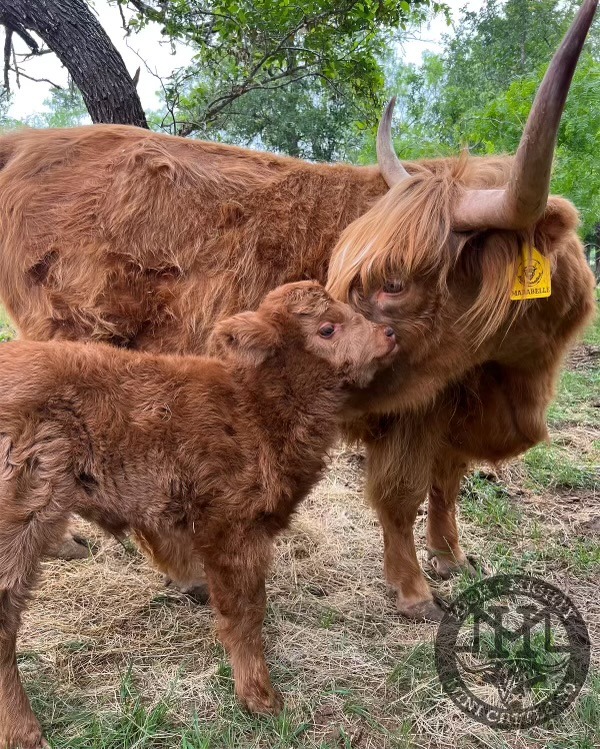 mini highland pair