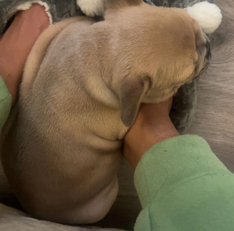 A small tan French Bulldog puppy sleeping soundly on a person's feet wearing fuzzy grey slippers.