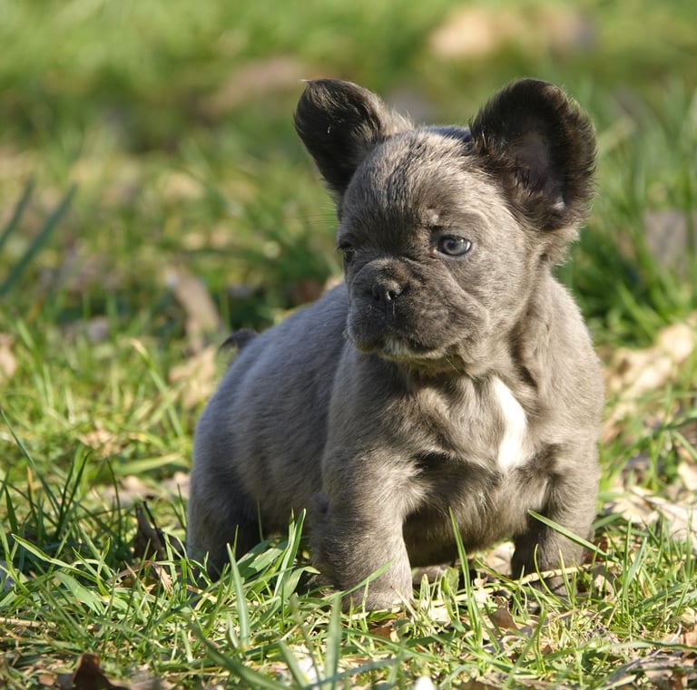 bouledogue français fluffy bleu 