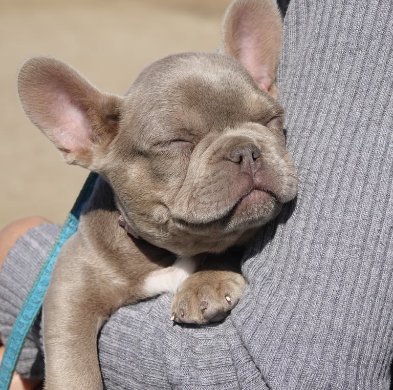 isabella and tan french bulldog 