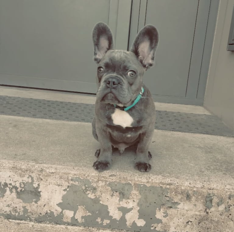 blue french bulldog