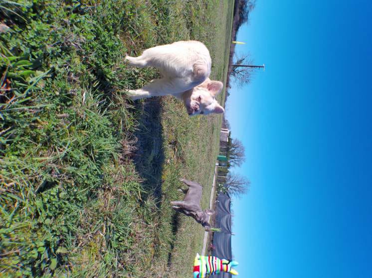 Bouledogue français fluffy 