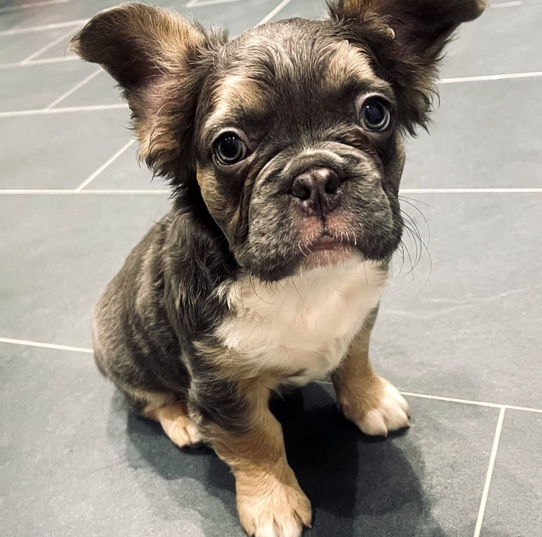 bouledogue français bleu tan 