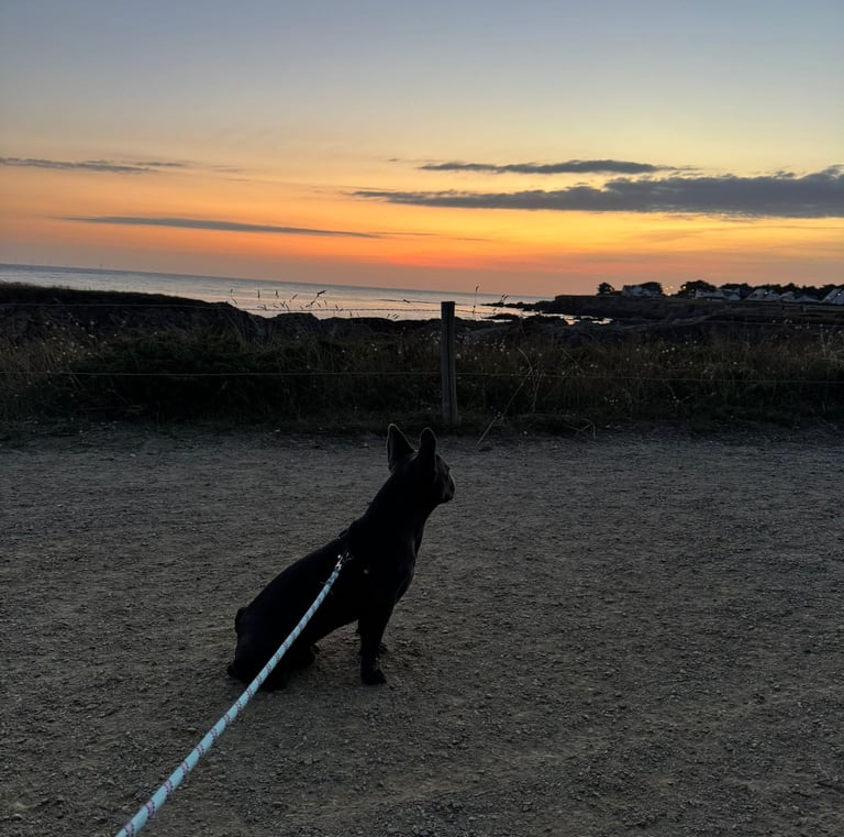 bouledogue français  bleu 