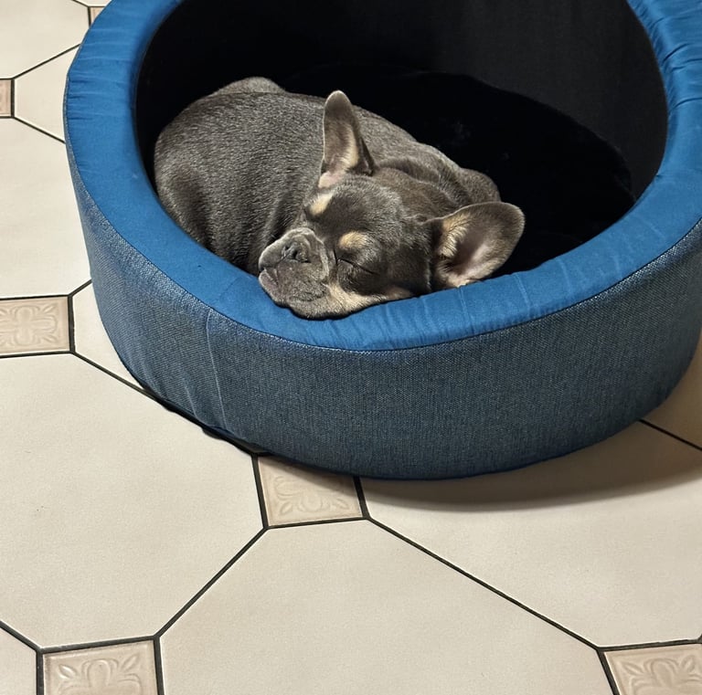 chiot bouledogue français 