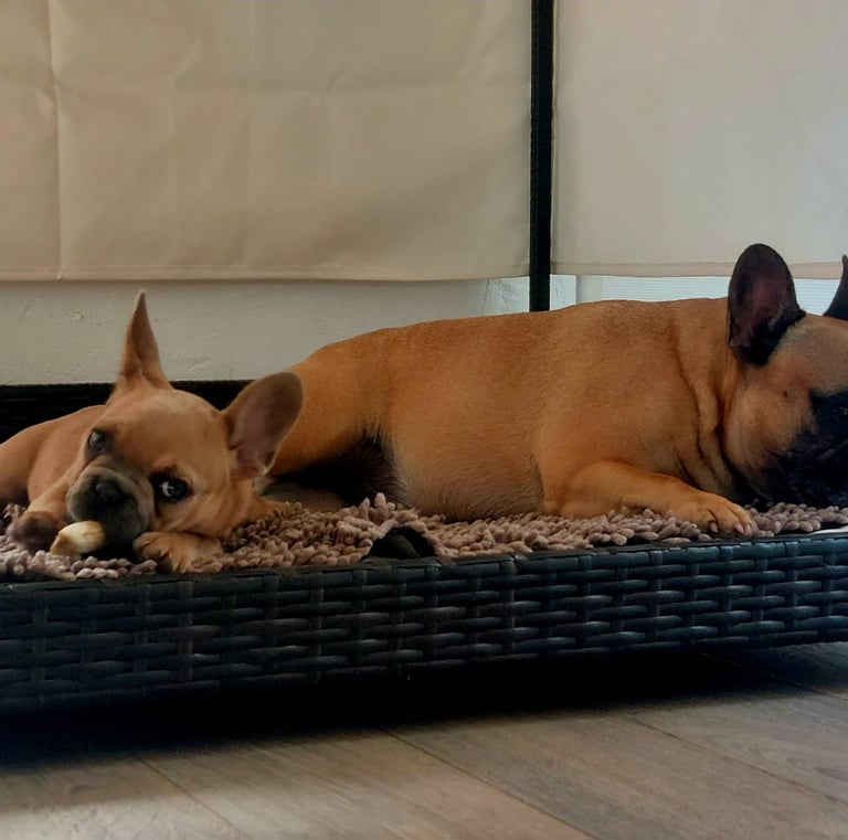 Two fawn French Bulldogs resting on a large wicker dog bed indoors.