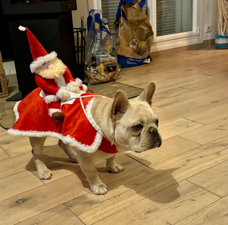 A cream-colored French bulldog wearing a festive red Santa Claus rider costume on its back indoors.
