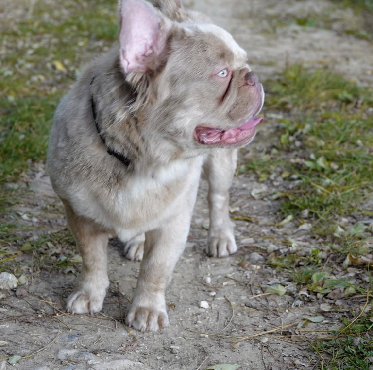 A issabella  newshade  merle French Bulldog with blue eyes stands on a dirt path outdoors.