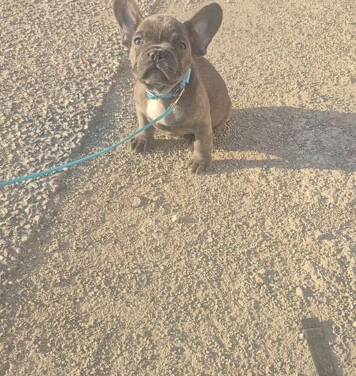 A small blue French Bulldog puppy sitting on a gravel path wearing a teal leash during sunset.