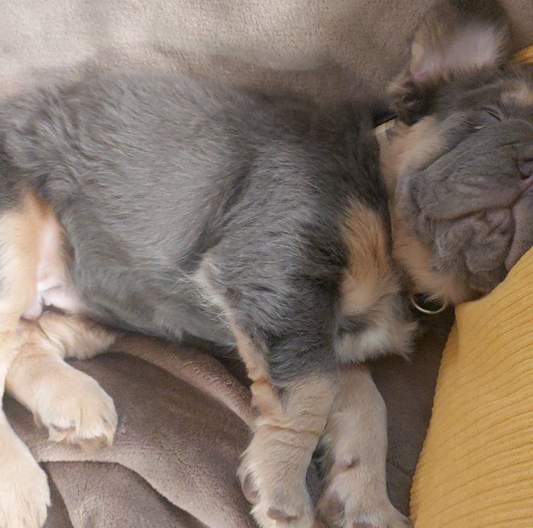 lilac an tan big rope french bulldog. Bouledogue français lilac tan big rope 