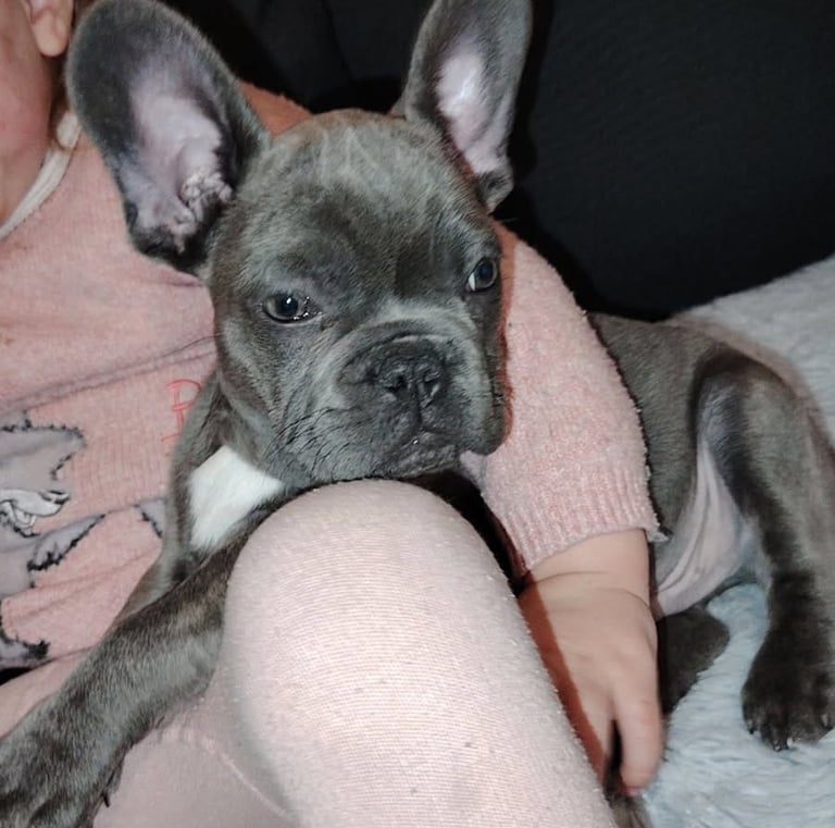 A cute grey French Bulldog puppy with large ears resting on a child's lap.